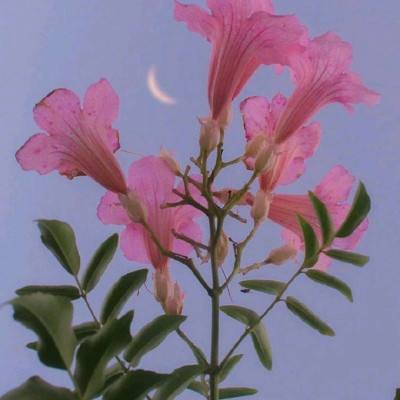 传奇战域内购破解版下载